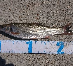 カレイ＆アナゴ＆その他