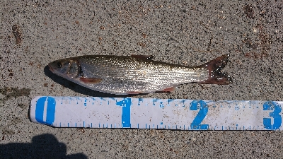 カレイ＆アナゴ＆その他