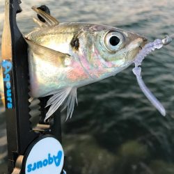 夕方〜30分程アジング