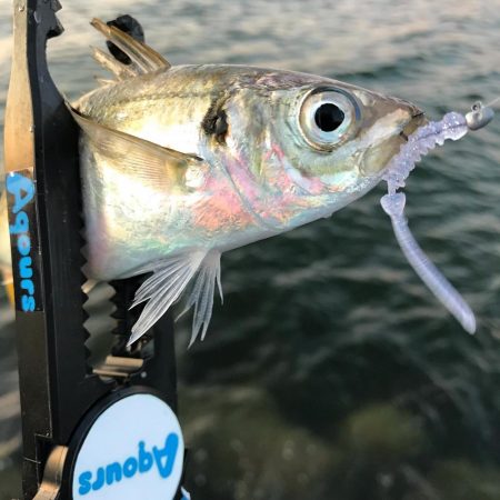 夕方〜30分程アジング