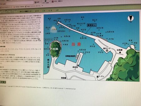 サビキでアコウ！