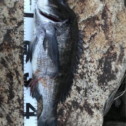 イチノ兄弟、釣果！