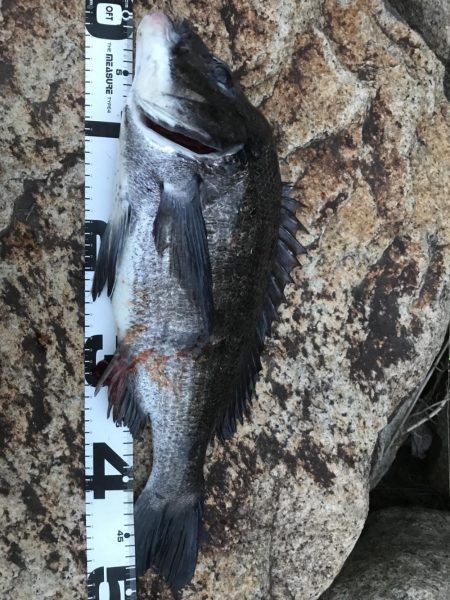 イチノ兄弟、釣果！