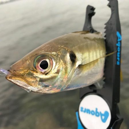 小雨アジング！