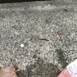 カラバリでモジャ公