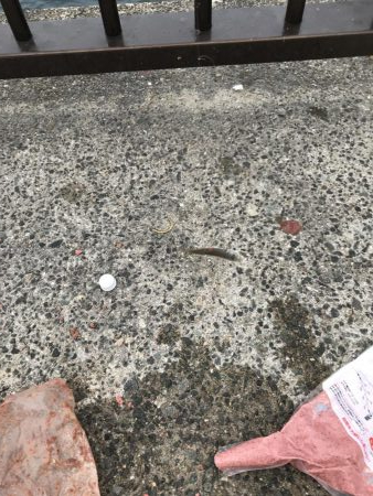 カラバリでモジャ公