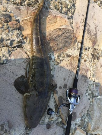 タッチ〜 ライトショア フラットフィッシュ…