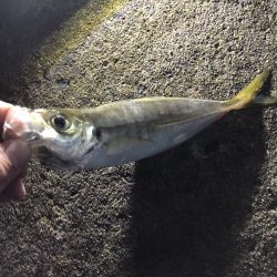 りんくう公園で投げサビキ