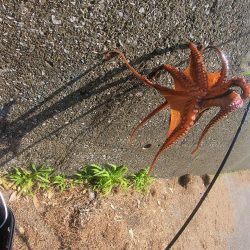 初のキロアップタコ