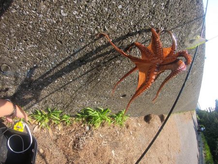 初のキロアップタコ