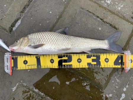 初めての外道鯉...が初めてなので嬉しい