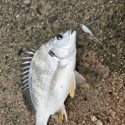 シーバス狙ってチヌしか釣れない