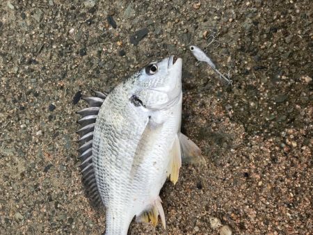 シーバス狙ってチヌしか釣れない