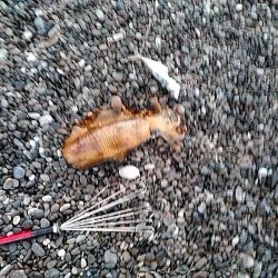 久しぶりのアオリイカでした!!