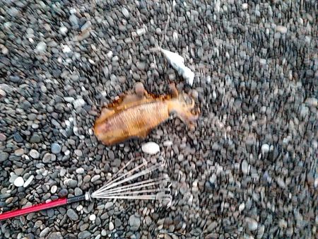 久しぶりのアオリイカでした!!