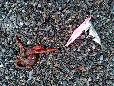 タコ釣りです!!