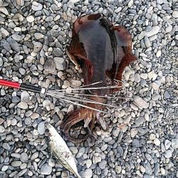 二日連続でアオリイカ釣れました!!