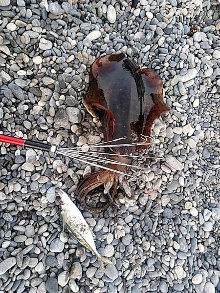 二日連続でアオリイカ釣れました!!