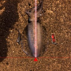 またもや二キロ越えか！？