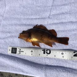 カゴ釣りでタイ狙い