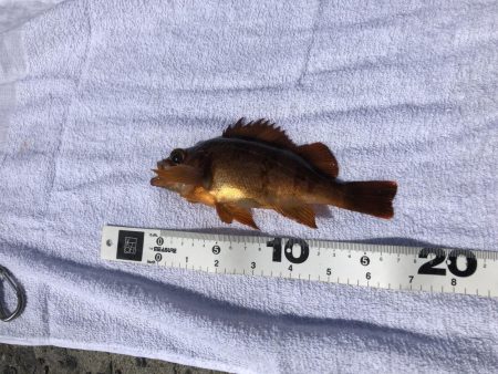 カゴ釣りでタイ狙い