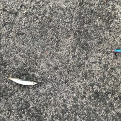 ジグサビキ=爆釣