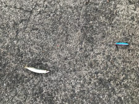 ジグサビキ=爆釣