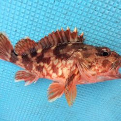 ボートフィッシング