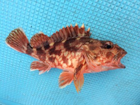 ボートフィッシング