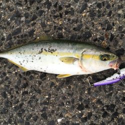 ツバスでっかくなってきた