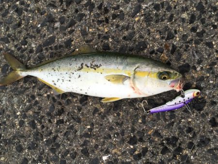 ツバスでっかくなってきた