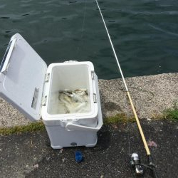 サビキ釣り好調