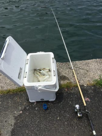 サビキ釣り好調