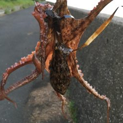 夕方2時間オクトパッシング!