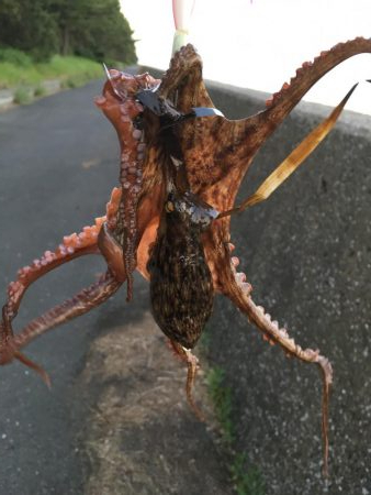 夕方2時間オクトパッシング!