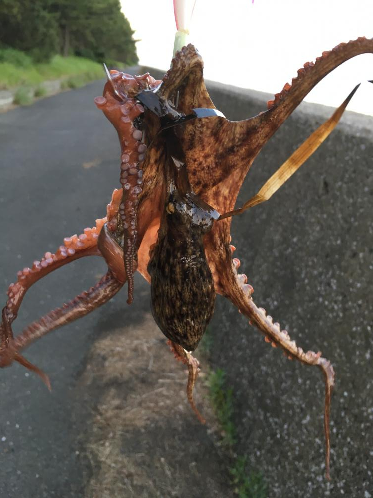 夕方2時間オクトパッシング！