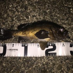 尺メバル!でいいすか?