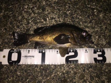 尺メバル!でいいすか?