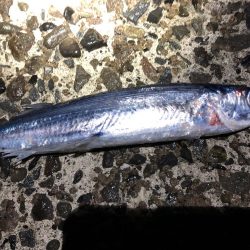 エギングとタモでトビウオ