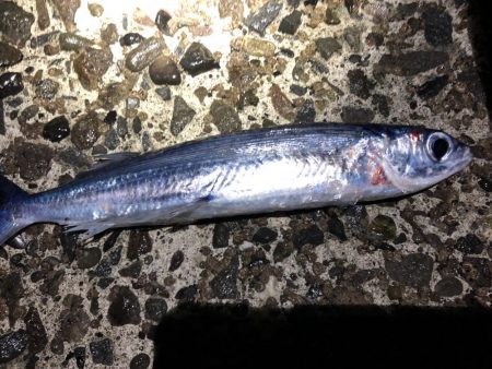 エギングとタモでトビウオ