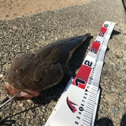 デイマゴチゲーム