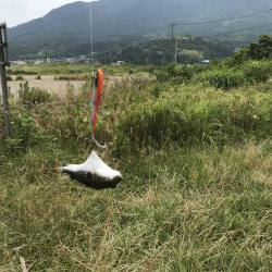 シーバスはどこへ?