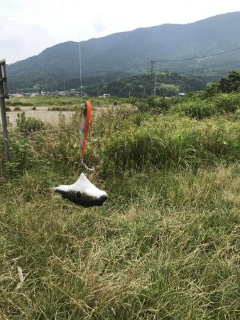 シーバスはどこへ?