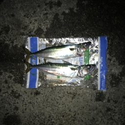 大サバ求めて！