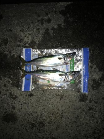 大サバ求めて！