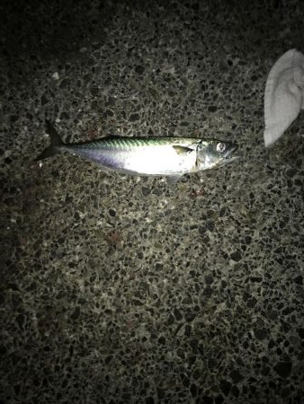 デカサバ求めて