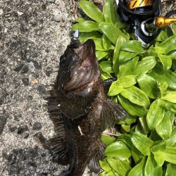 伊吹島でライトゲーム