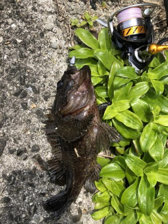 伊吹島でライトゲーム