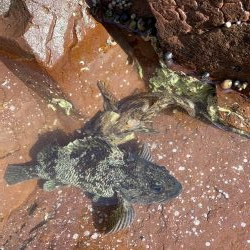 手軽にロックフィッシュ