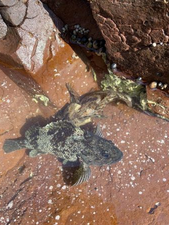 手軽にロックフィッシュ